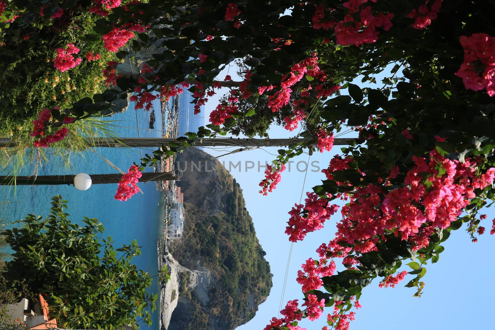 Bougainvillea flowers in an Italian Mediterranean garden. In the background the volcanic promontory in front of the village of Sant'Angelo.