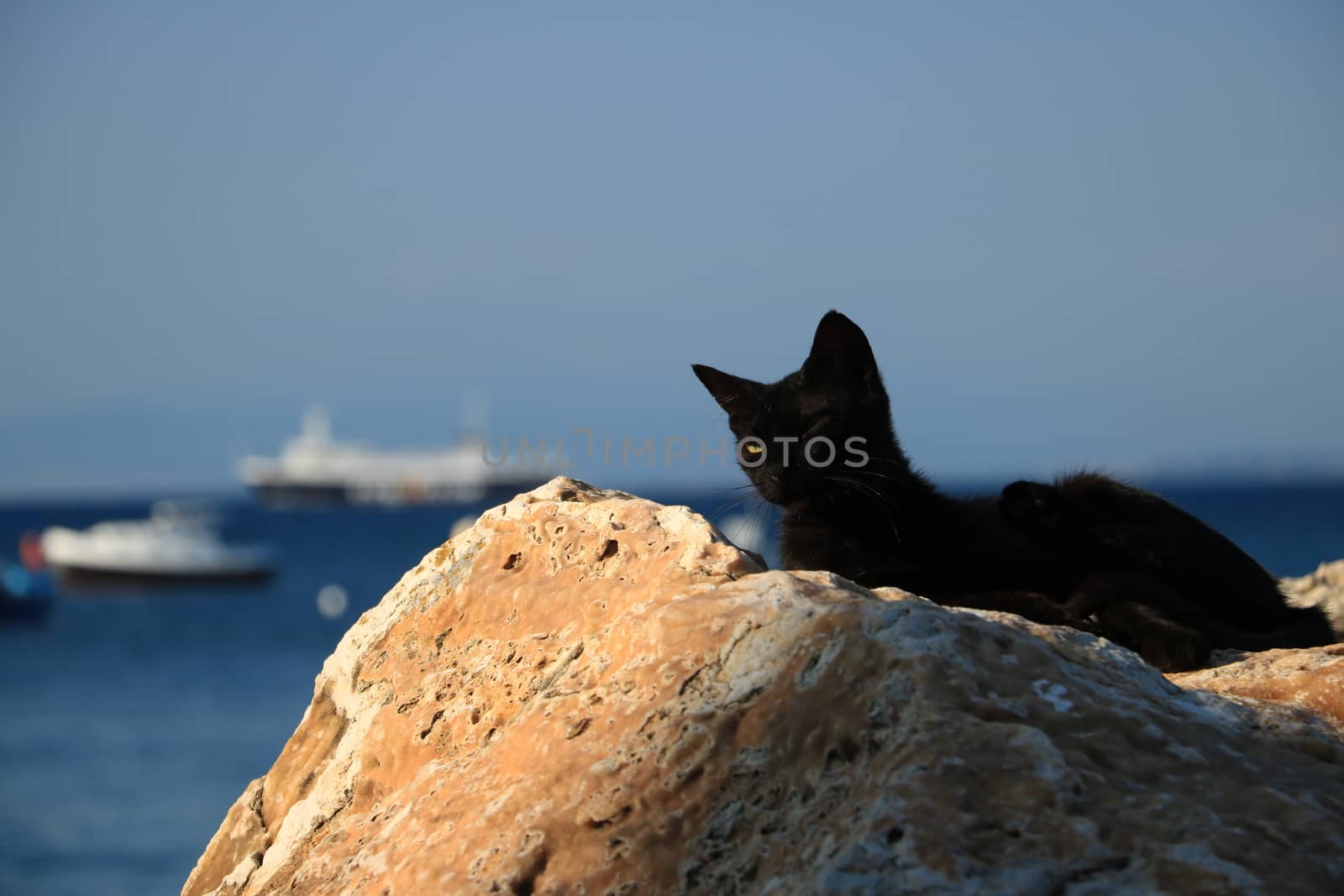 Sleepy black cat rests lying on a rock by the sea. In the background two ships.