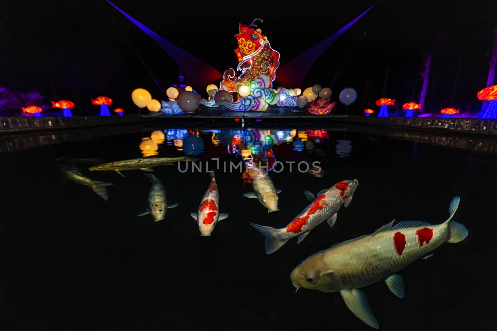Illumination reflection on the flat water with big and colorful Koi fishes