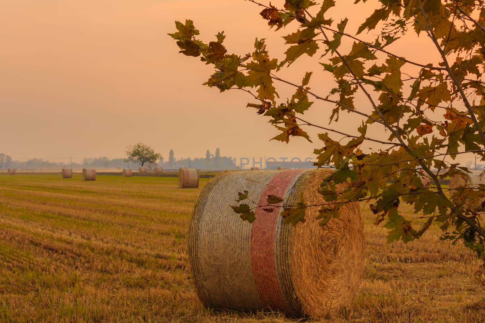 cylindrical bales of hay called round bales packed in colored nets