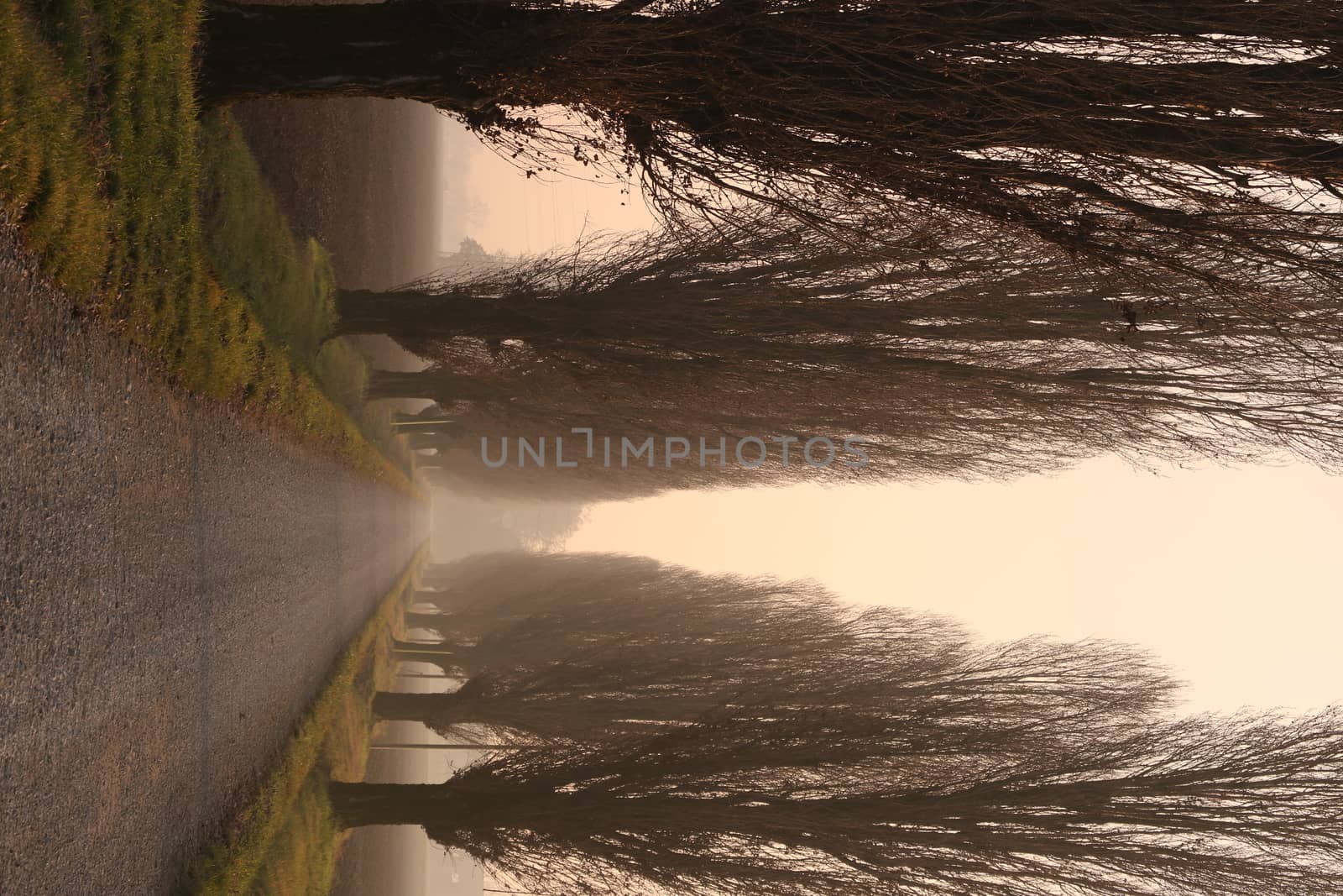 Row of poplar trees at sunset shrouded in fog in the Po Valley in Lombardy.