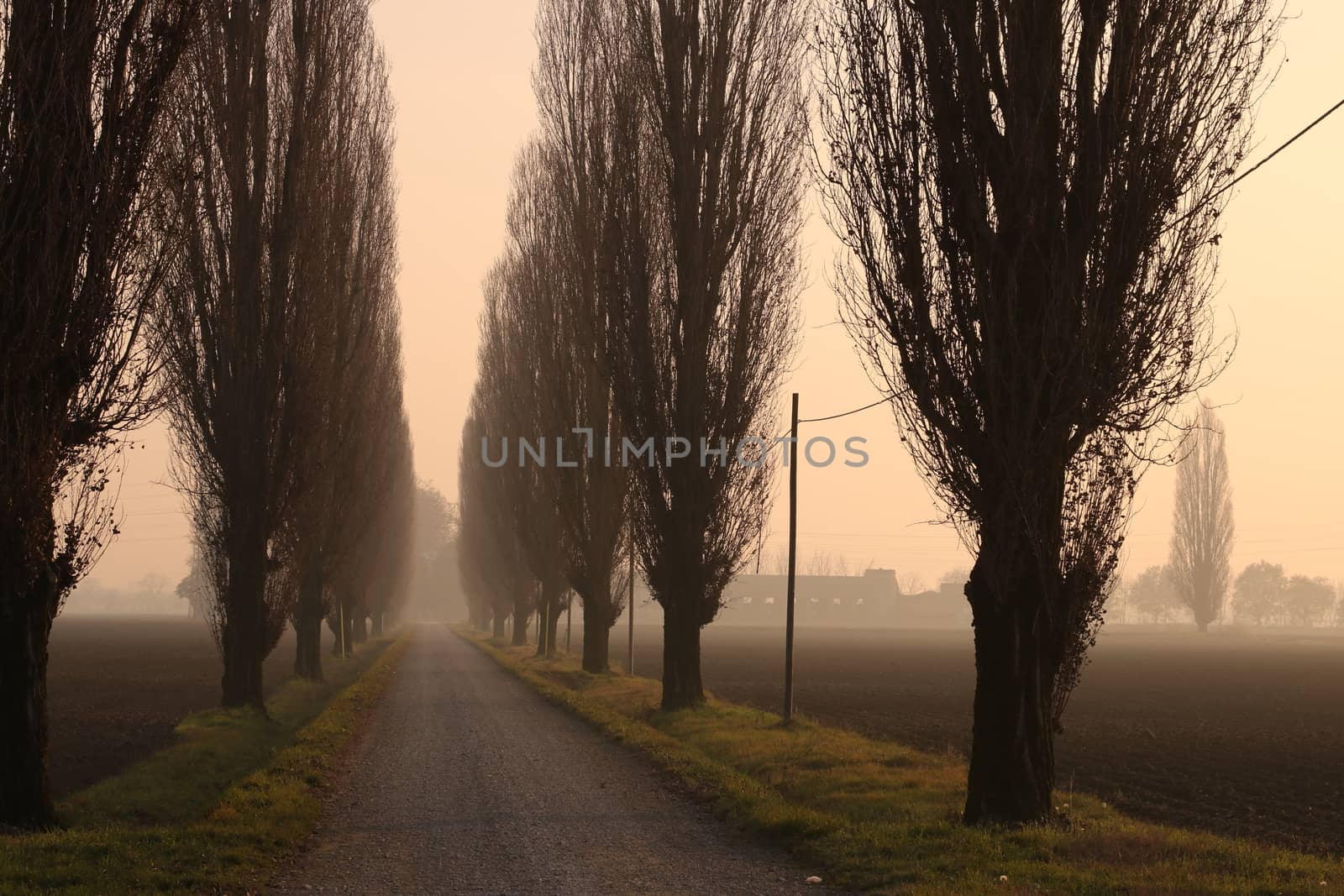 Row of poplar trees at sunset shrouded in fog in the Po Valley in Lombardy.