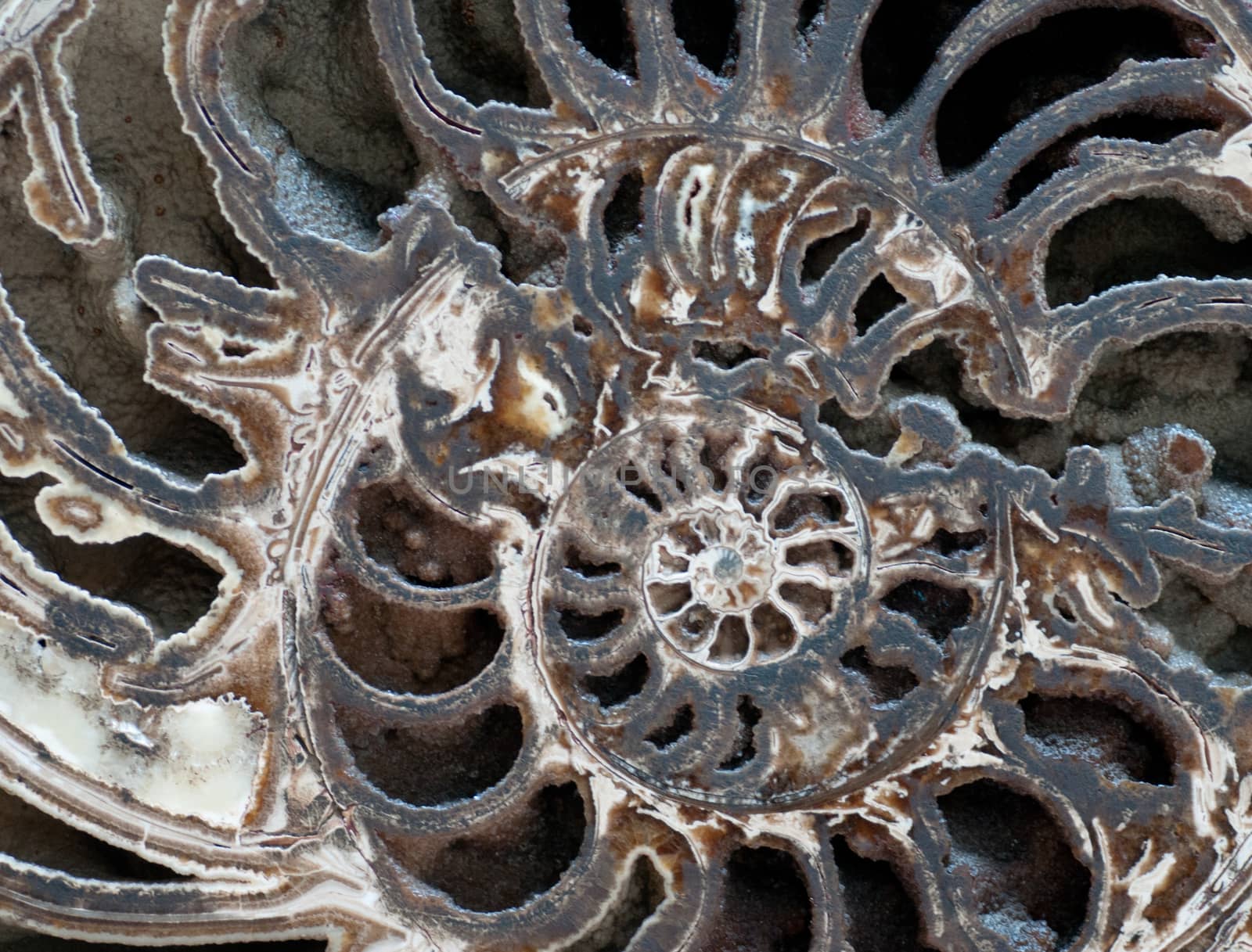 Inside Ammonite by TimAwe