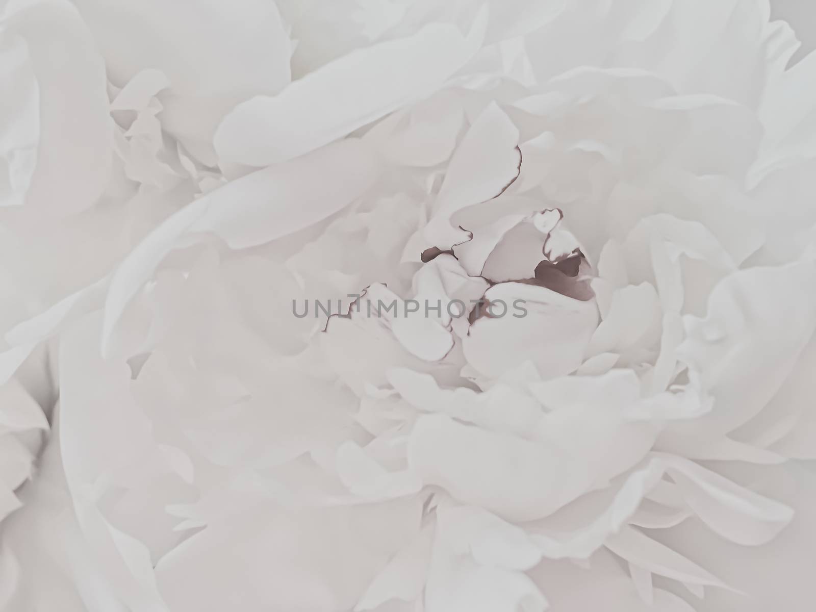 White peony flower as abstract floral background for holiday branding by Anneleven