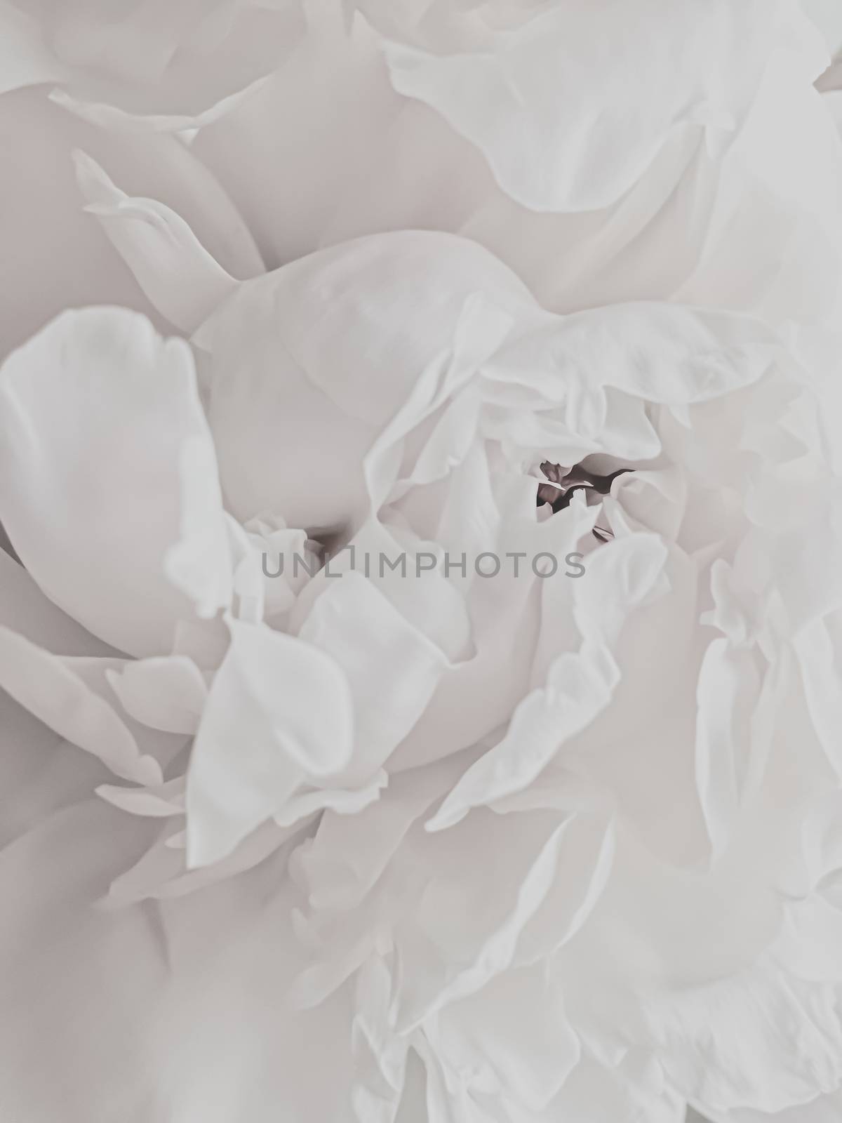 White peony flower as abstract floral background for holiday branding design