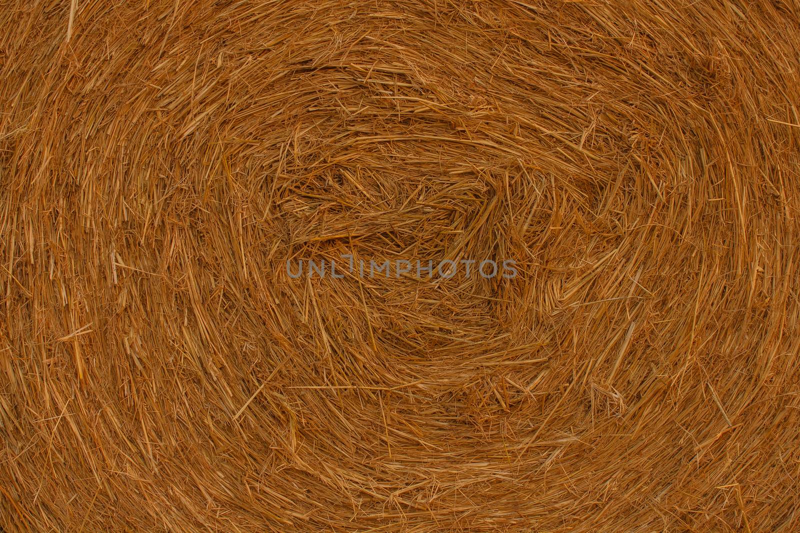 close-up of a hay cylindrical bale in a farmland by moorea