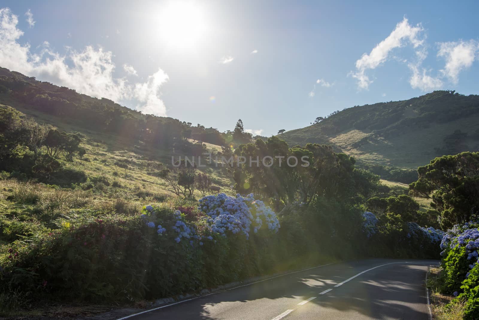 Walk on the Azores archipelago. Discovery of the island of Pico, Azores. Portugal. Madalena