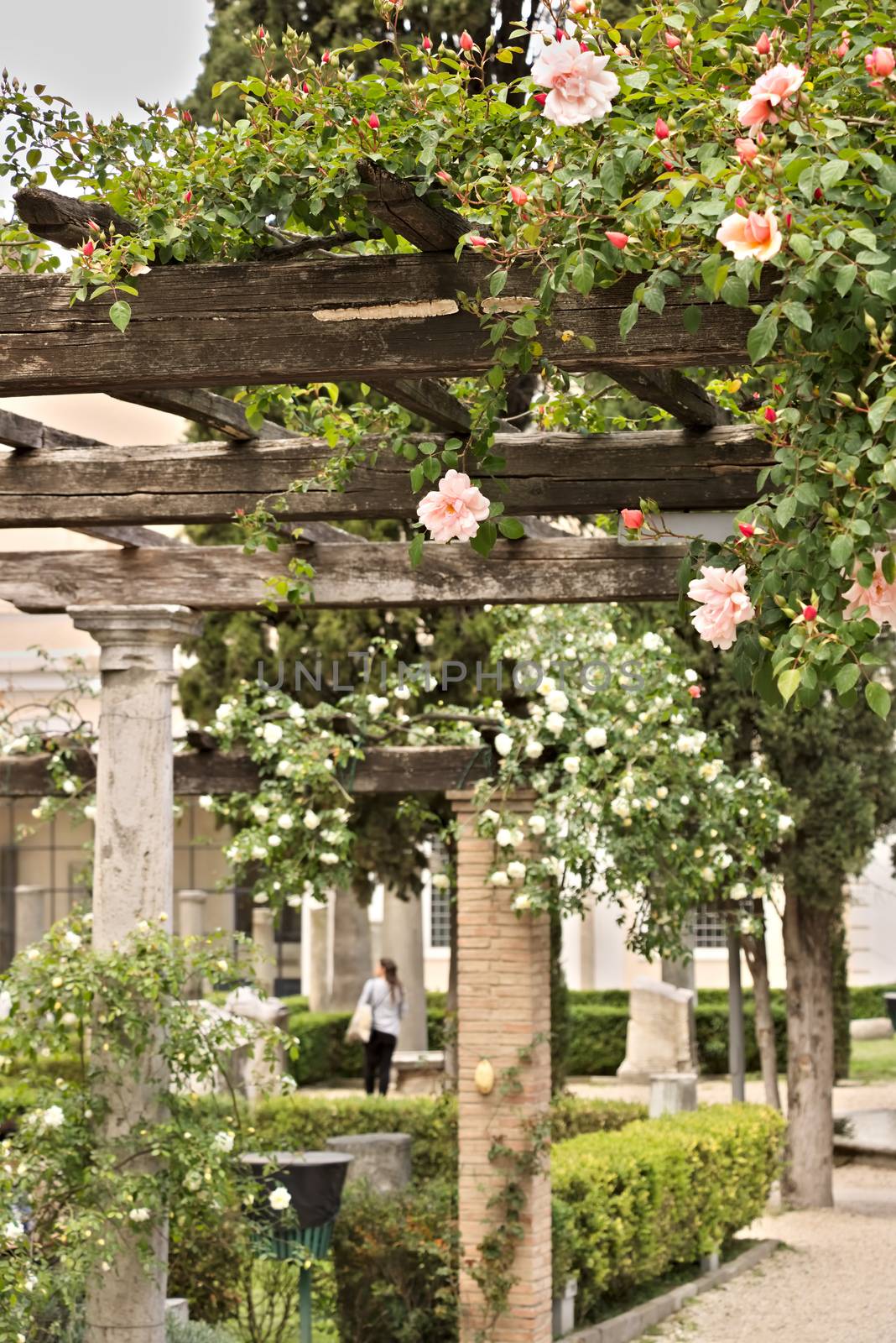 Garden in the archaeological area of Rome with a pergola of roses.