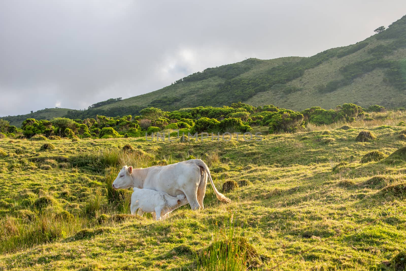 Walk on the Azores archipelago. Discovery of the island of Pico, Azores. Portugal. Madalena