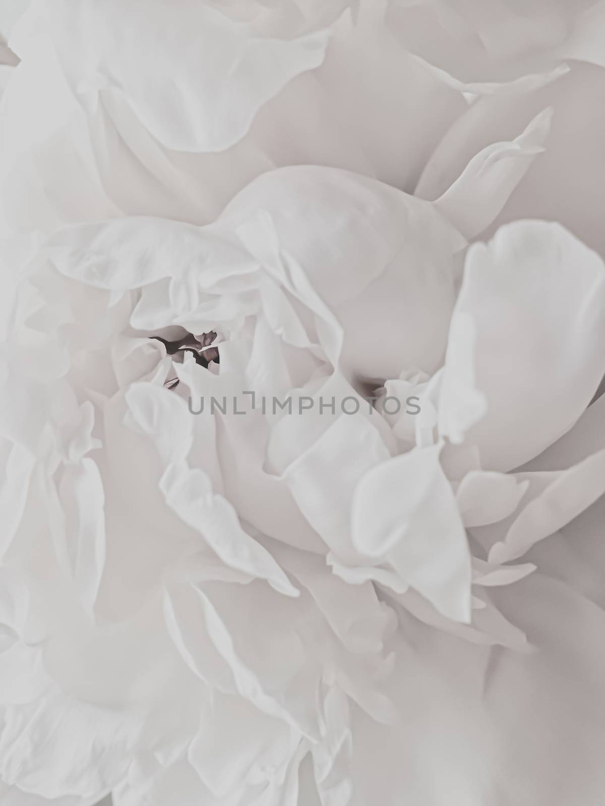 White peony flower as abstract floral background for holiday branding design