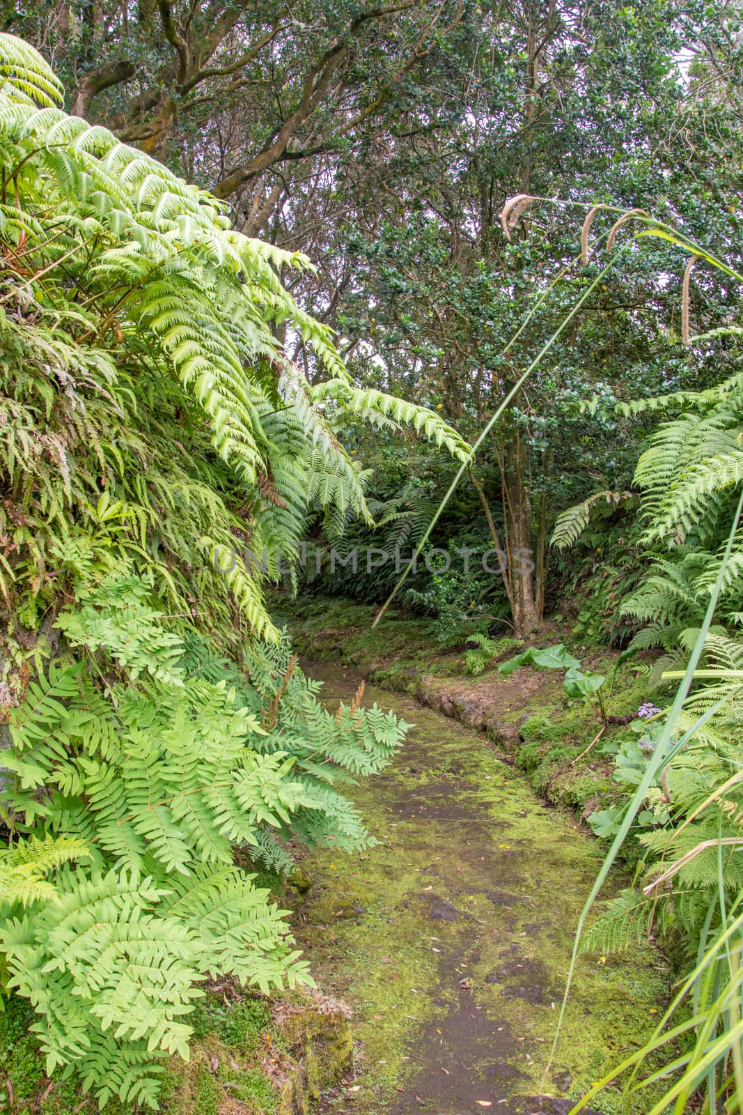 Walk on the Azores archipelago. Discovery of the island of Faial, Azores. Portugal , Horta