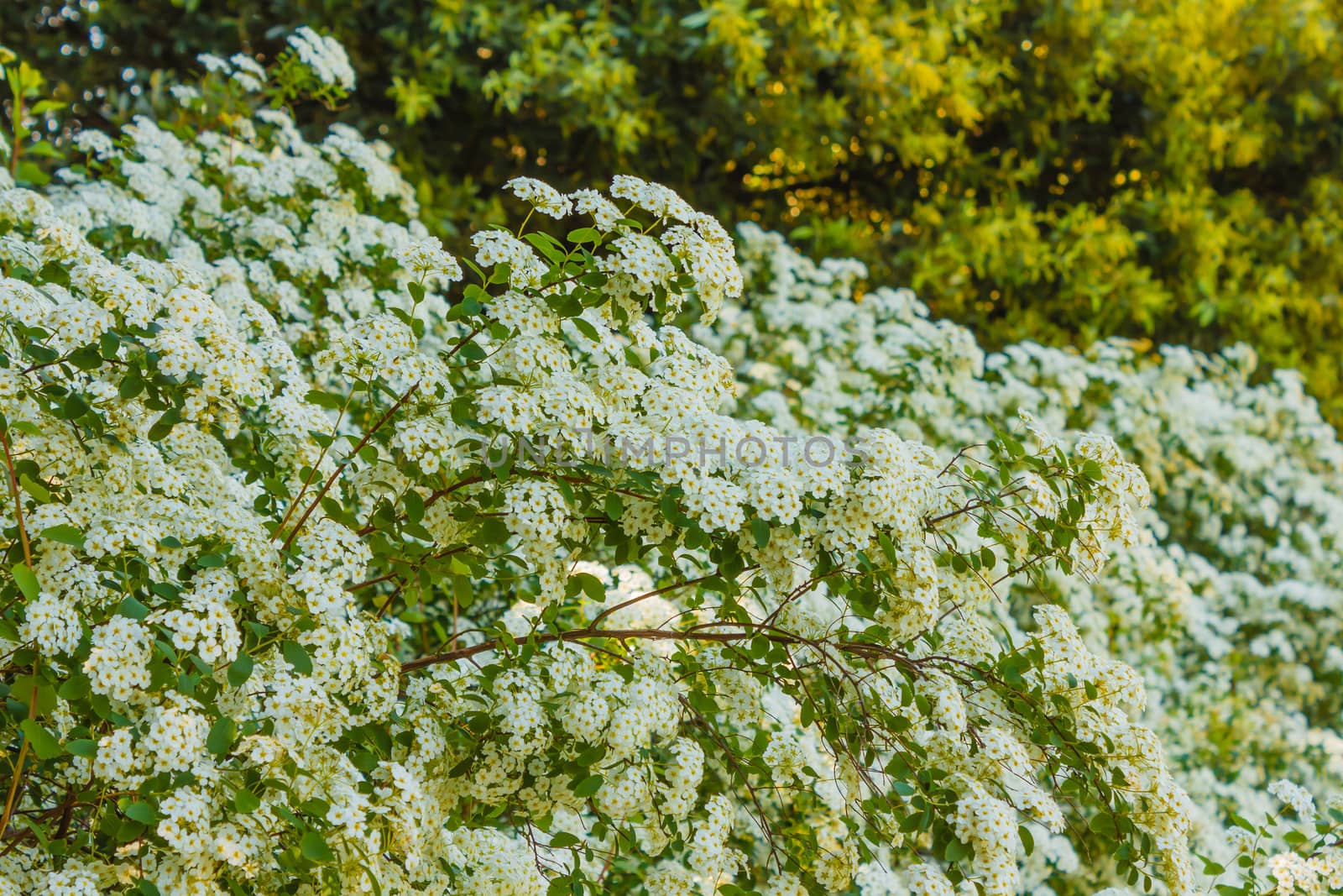 Detail of a cluster of white flower of the spirea
