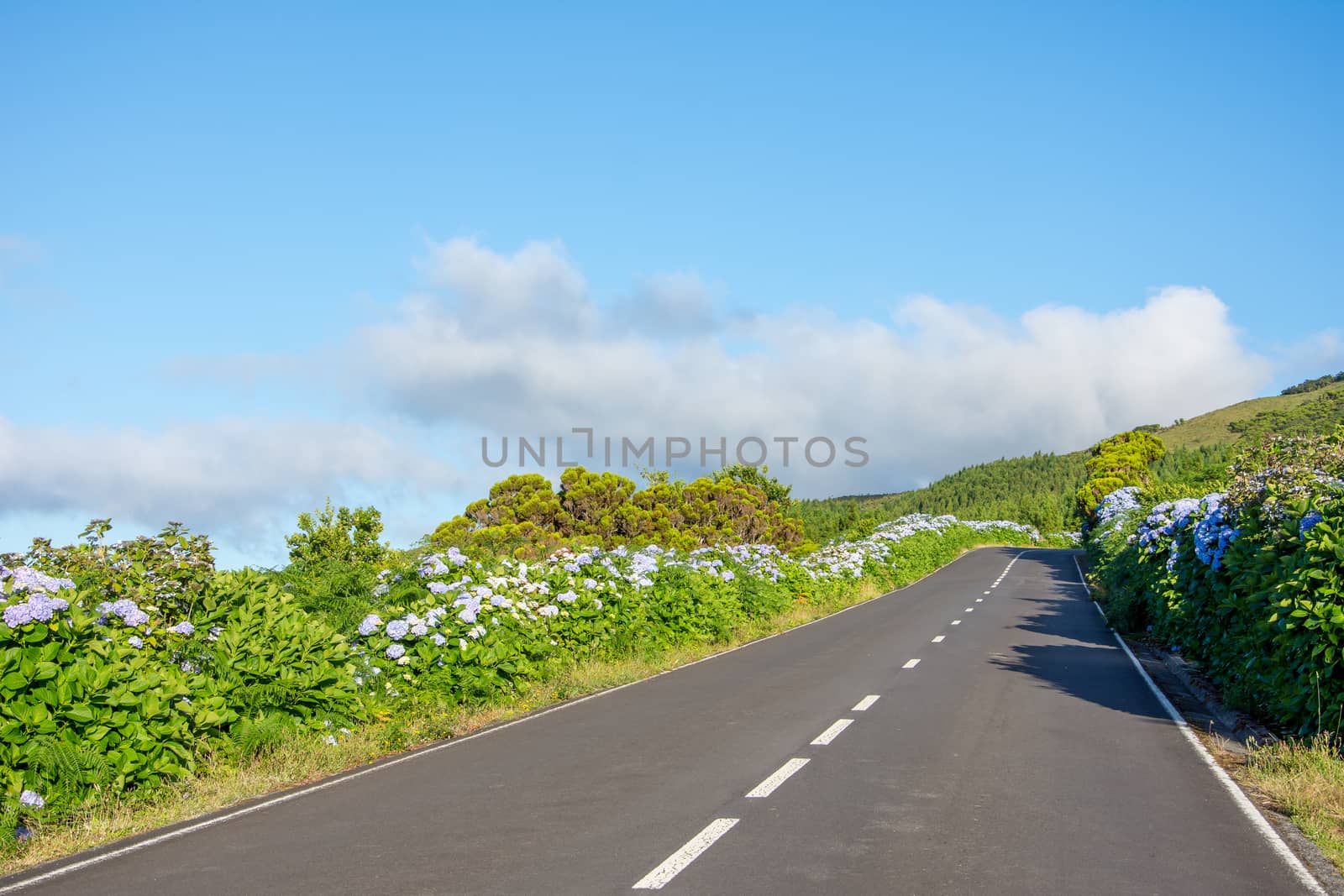 Walk on the Azores archipelago. Discovery of the island of Pico, Azores. Portugal. Madalena