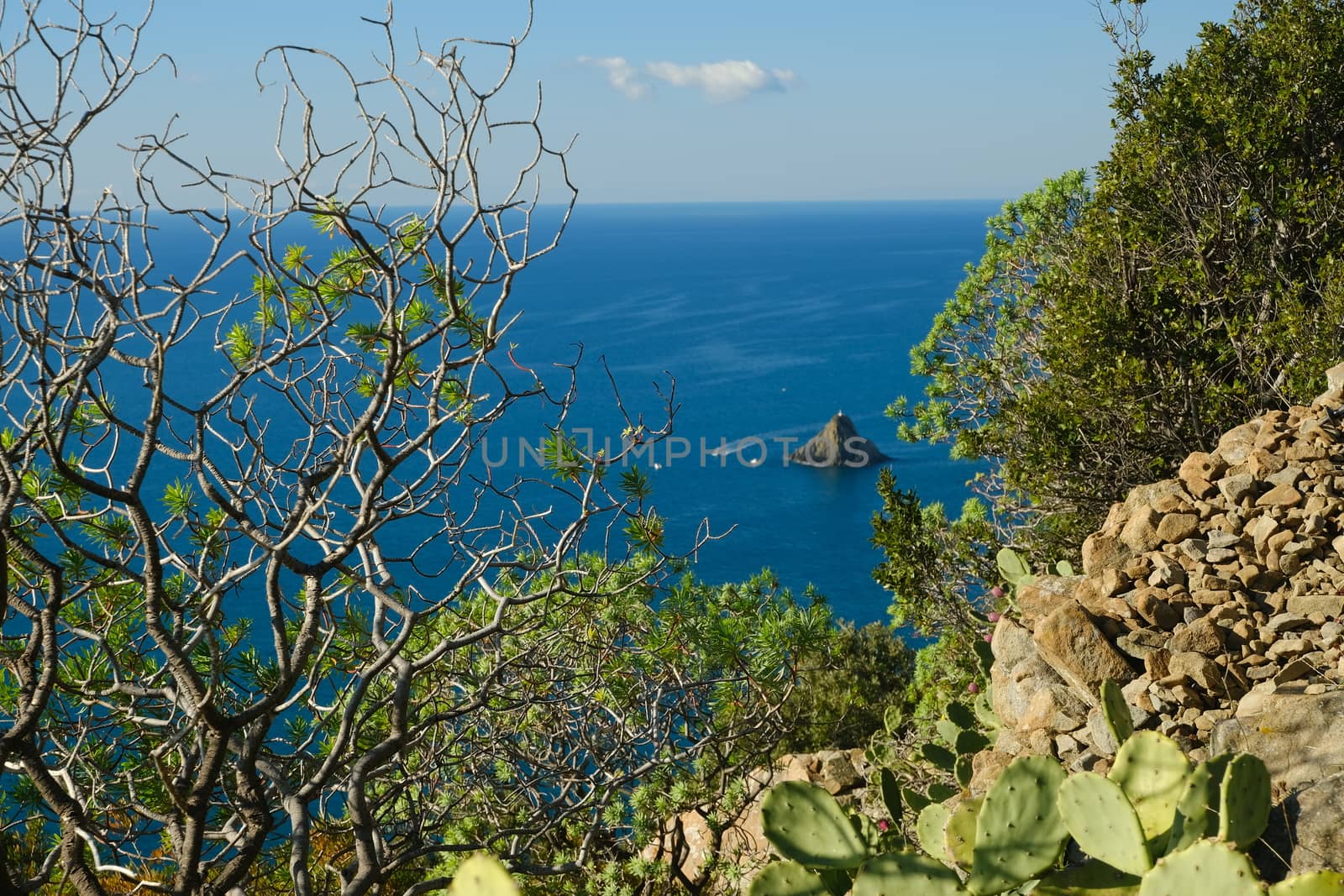 Ferale rock in the Cinque Terre sea in Liguria. Bushes of Euphorbia, plant of Mediterranean vegetation that grows on rocks.
