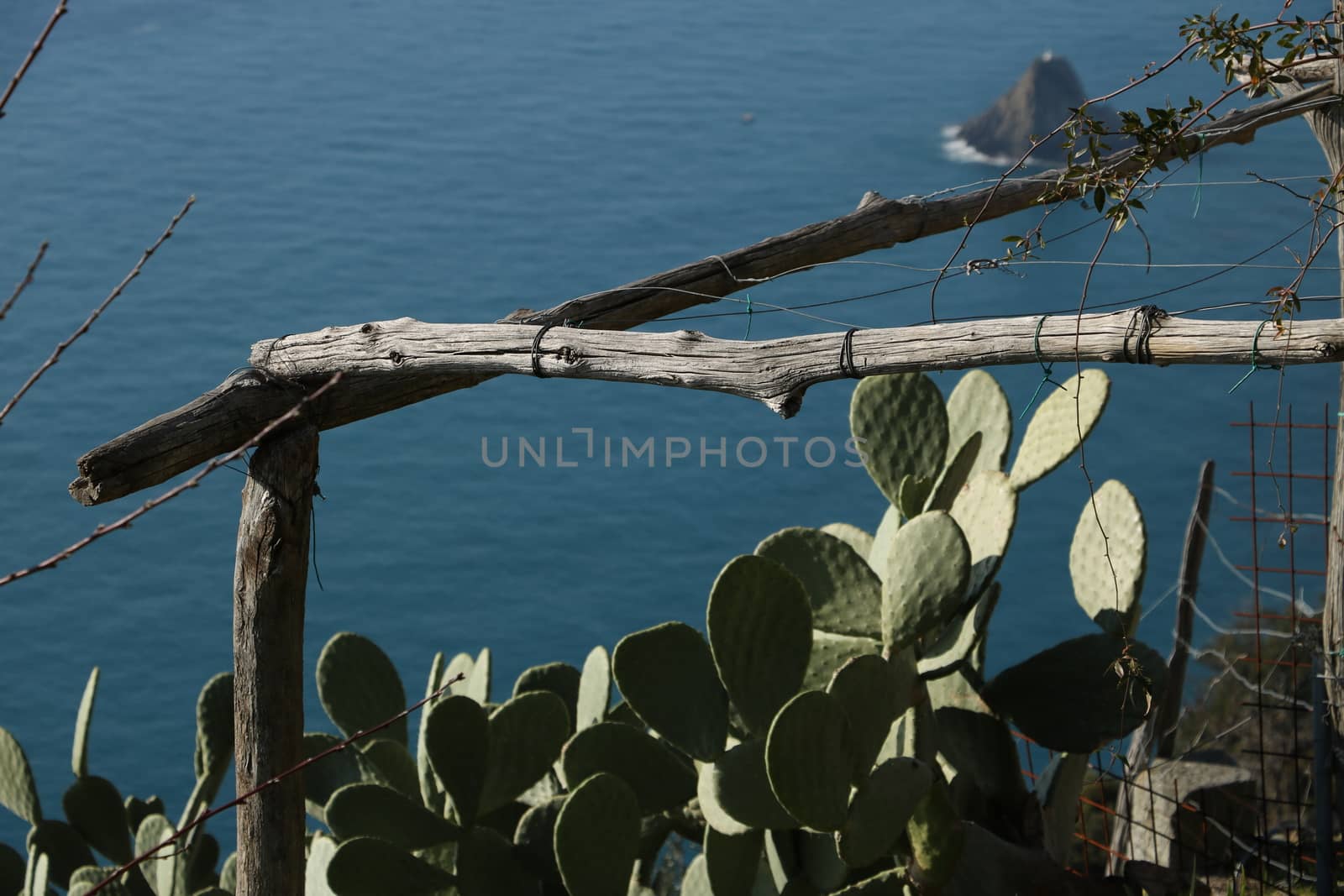 Prickly pear plants near the Cinque Terre marine park. In the background the rock of the Ferale.