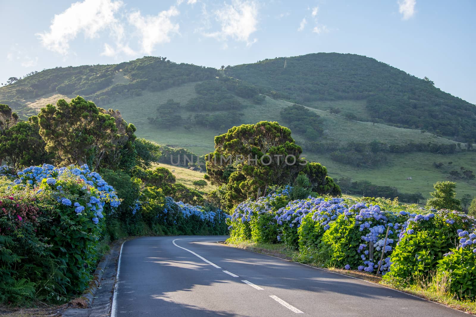 Walk on the Azores archipelago. Discovery of the island of Pico, Azores. Portugal. Madalena