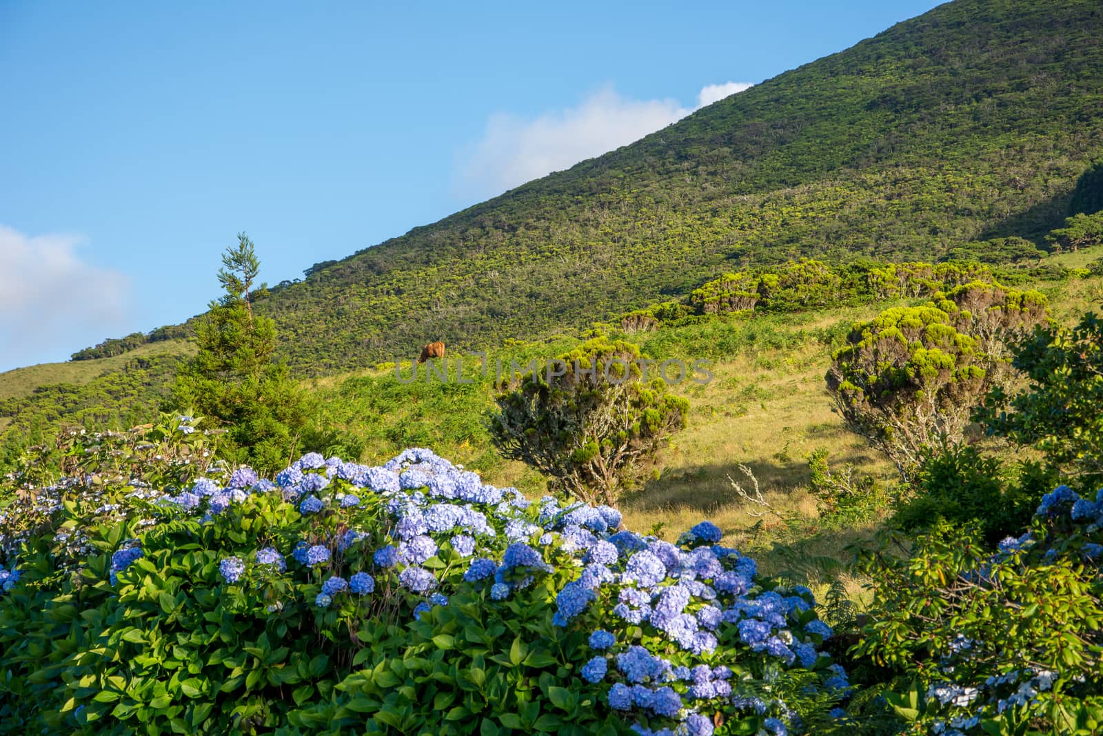 Walk on the Azores archipelago. Discovery of the island of Pico, Azores. Portugal. Madalena