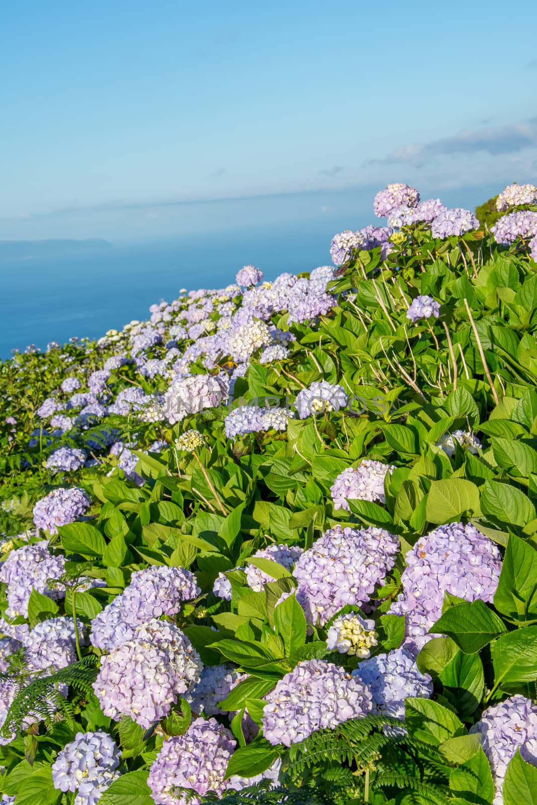 Walk on the Azores archipelago. Discovery of the island of Pico, Azores. Portugal. Madalena