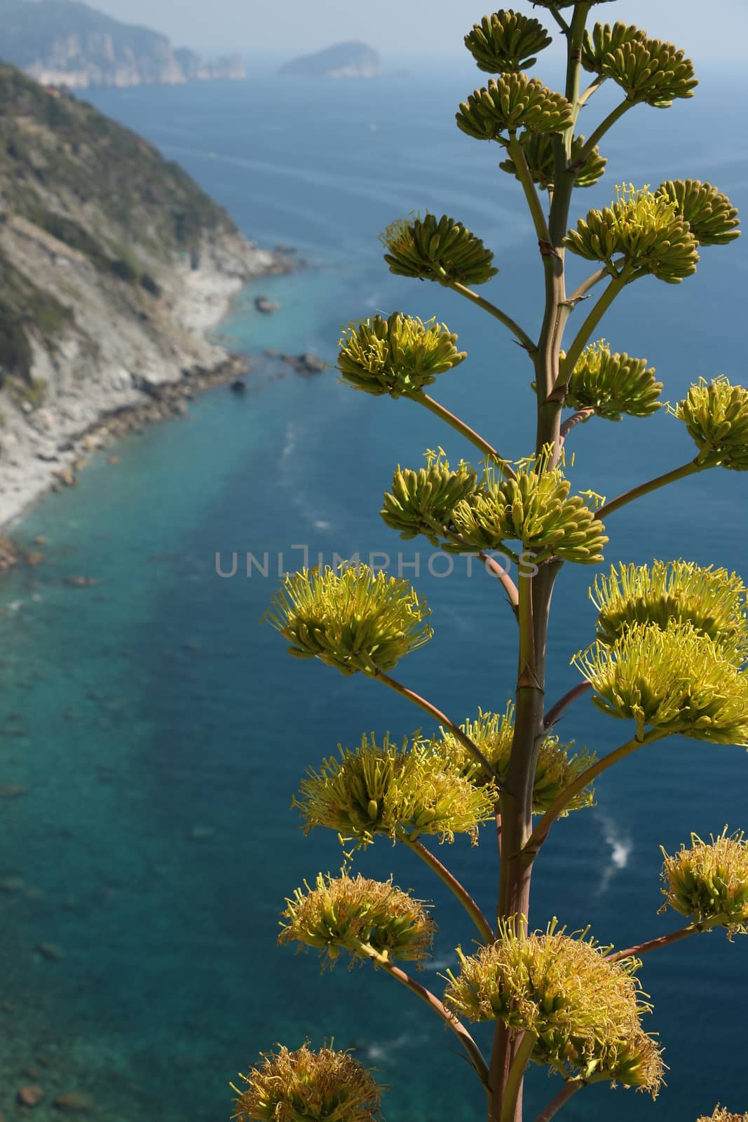 Flower of the Agave plant on the hills of the Cinque Terre in Liguria. Background of mountains overlooking the sea.