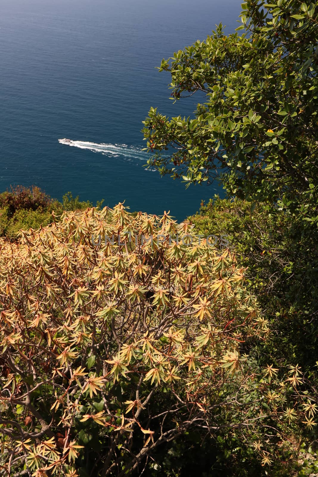 Hills of the Cinque Terre with typical Mediterranean vegetation. Euphorbia. Sea with motorboat trail.