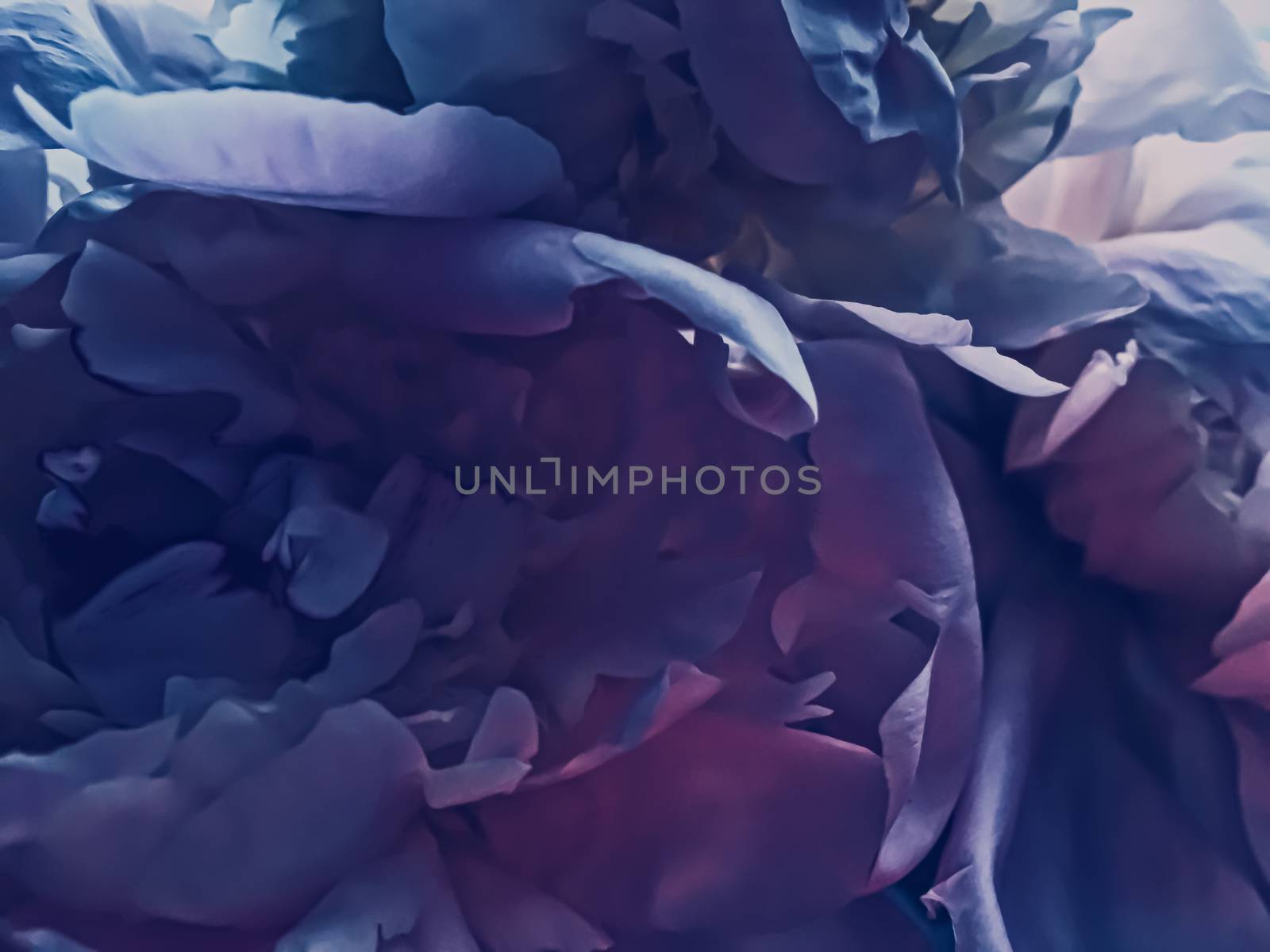 Purple peony flower as abstract floral background for holiday branding design