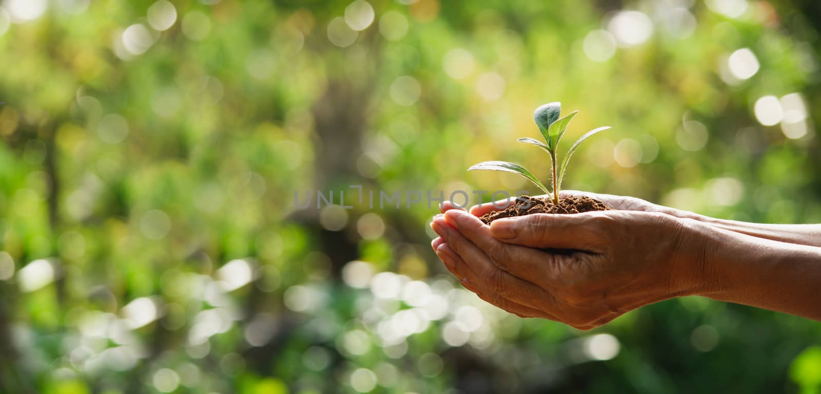 Hand holding a green and small plant. Green fresh plants on natu by kirisa99