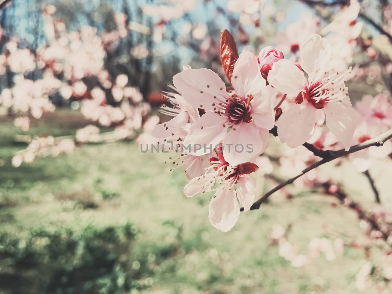 Vintage background of apple tree flowers bloom, floral blossom in sunny spring