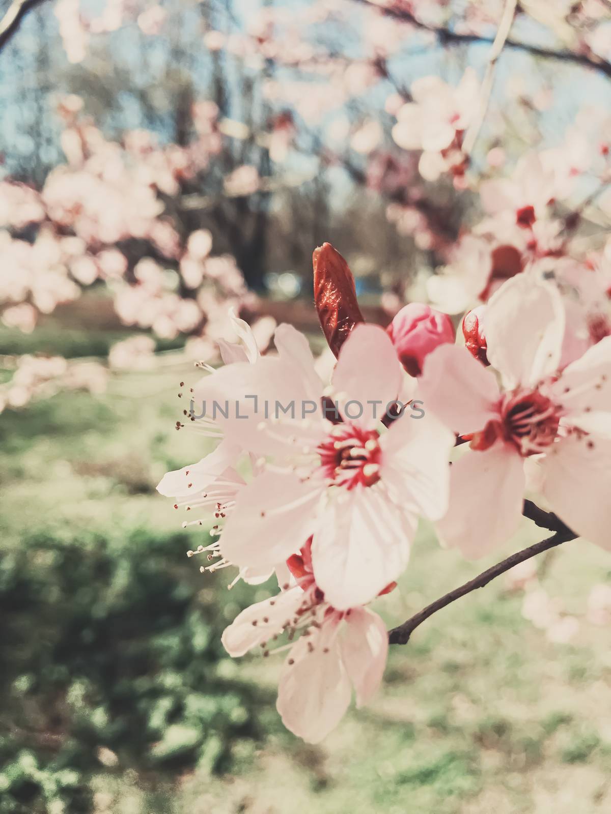 Vintage background of apple tree flowers bloom, floral blossom in sunny spring