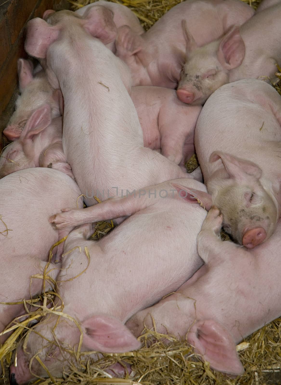 Litter of Piglets by TimAwe