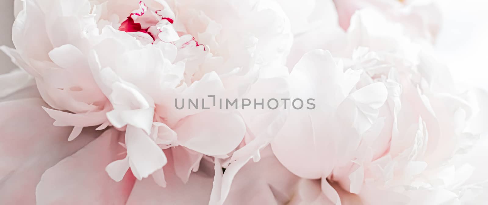 Bouquet of peony flowers as luxury floral background, wedding decoration and event branding by Anneleven