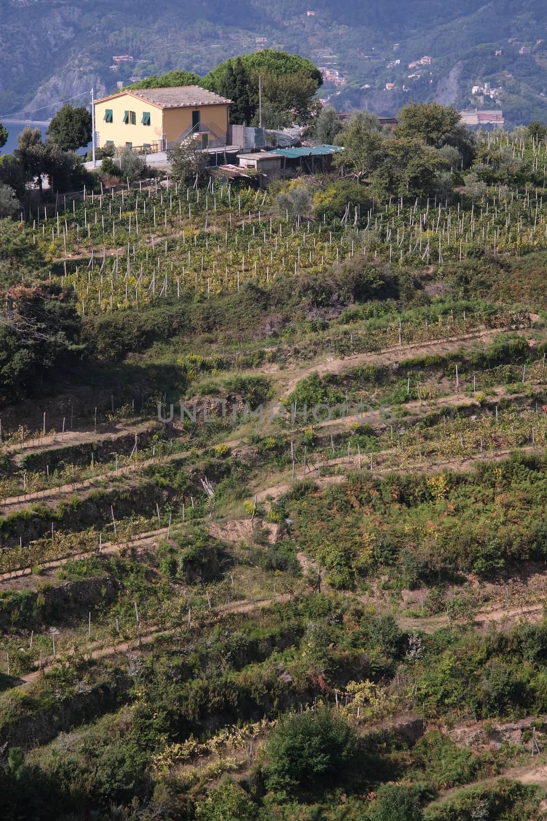 Vernazza, Cinque Terre, Italy. About october 2019. Vineyard of grapes sciacchetrà on the hills of the Cinque Terre. Farm on the hill.