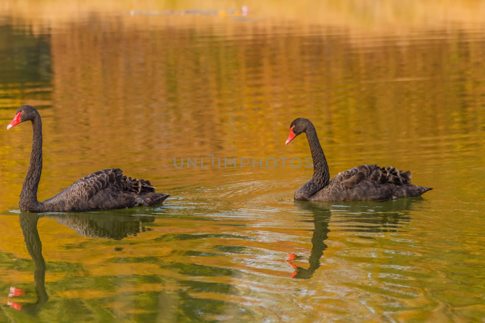 a rare exemplary of black swan exsisting in Italy by grancanaria