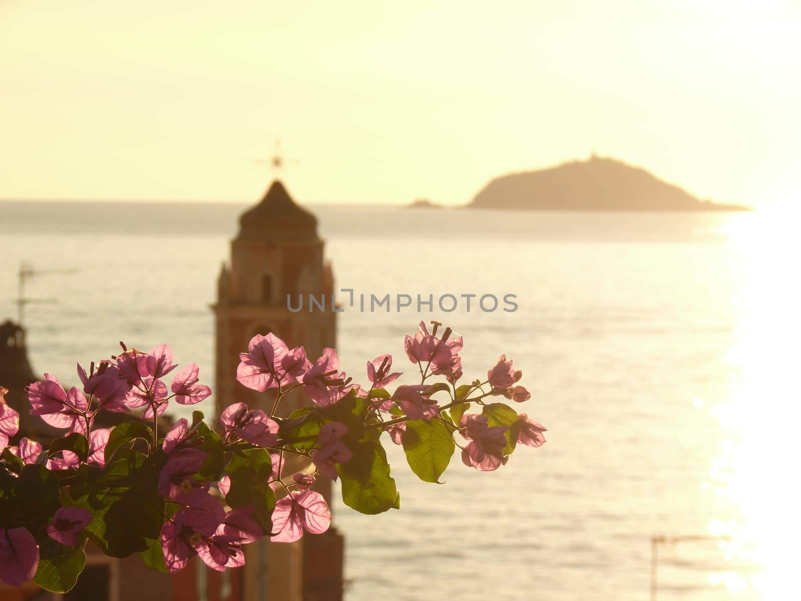 Bougainvillea creeper flowers with the background of the bell tower of the church of Tellaro with the light of sunset.