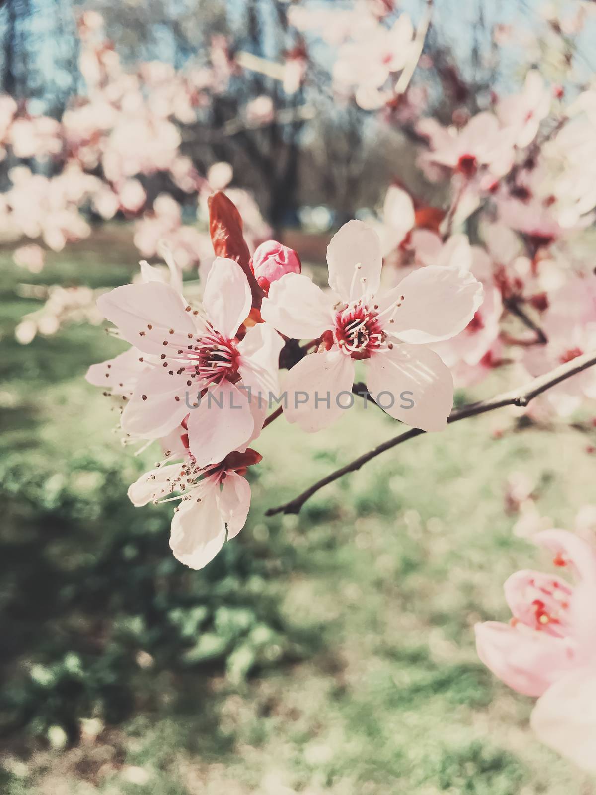 Vintage background of apple tree flowers bloom, floral blossom in sunny spring