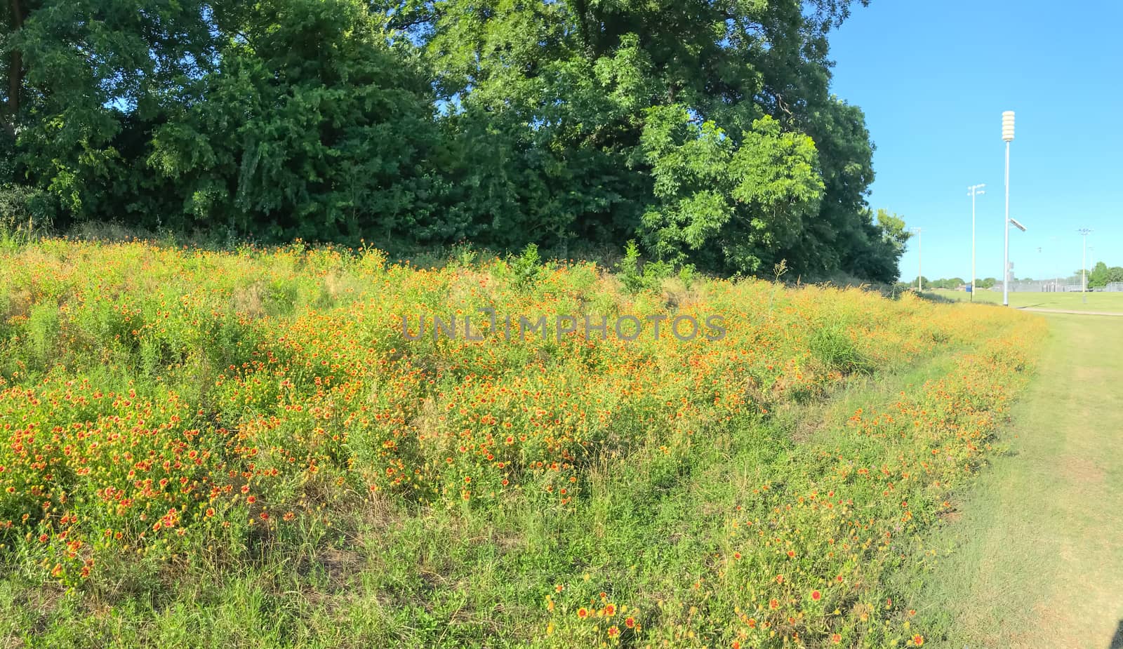 Suburban park with natural trail and blossom field of Indian Blanket wildflower in Coppell, Texas, USA. Gaillardia pulchella North American species of short-lived flowering plants in sunflower family