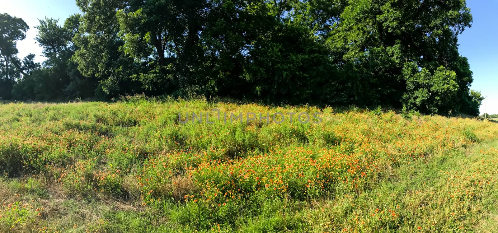 Panoramic view blooming Indian Blanket wildflower field with tall trees at springtime in Coppell, Texas, USA by trongnguyen