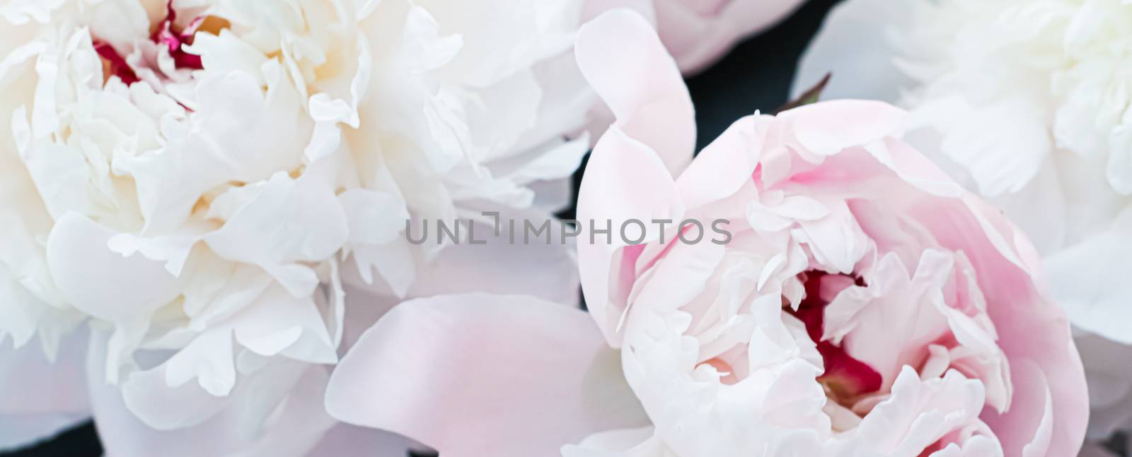 Blooming peony flowers as floral art background, botanical flatlay and luxury branding by Anneleven