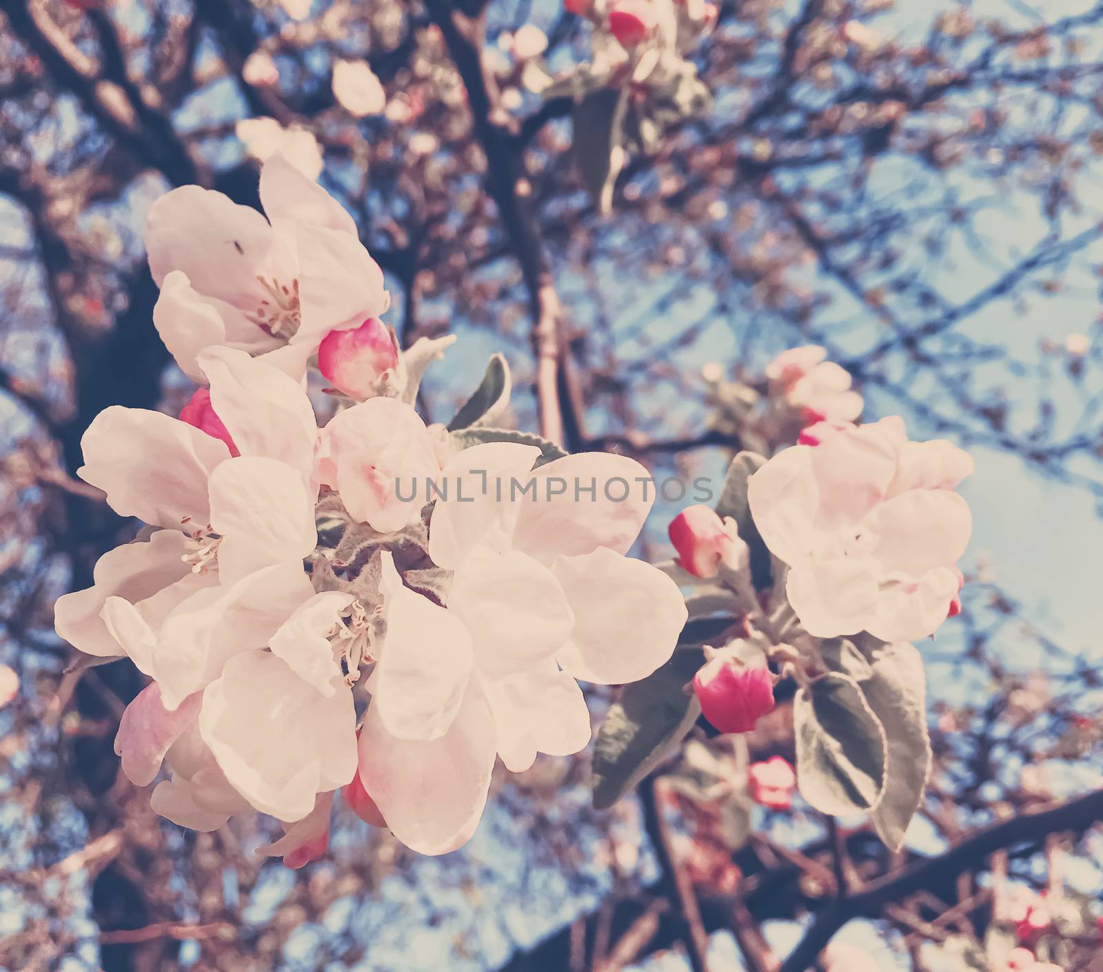 Blooming apple tree flowers in spring as floral background, nature and agriculture