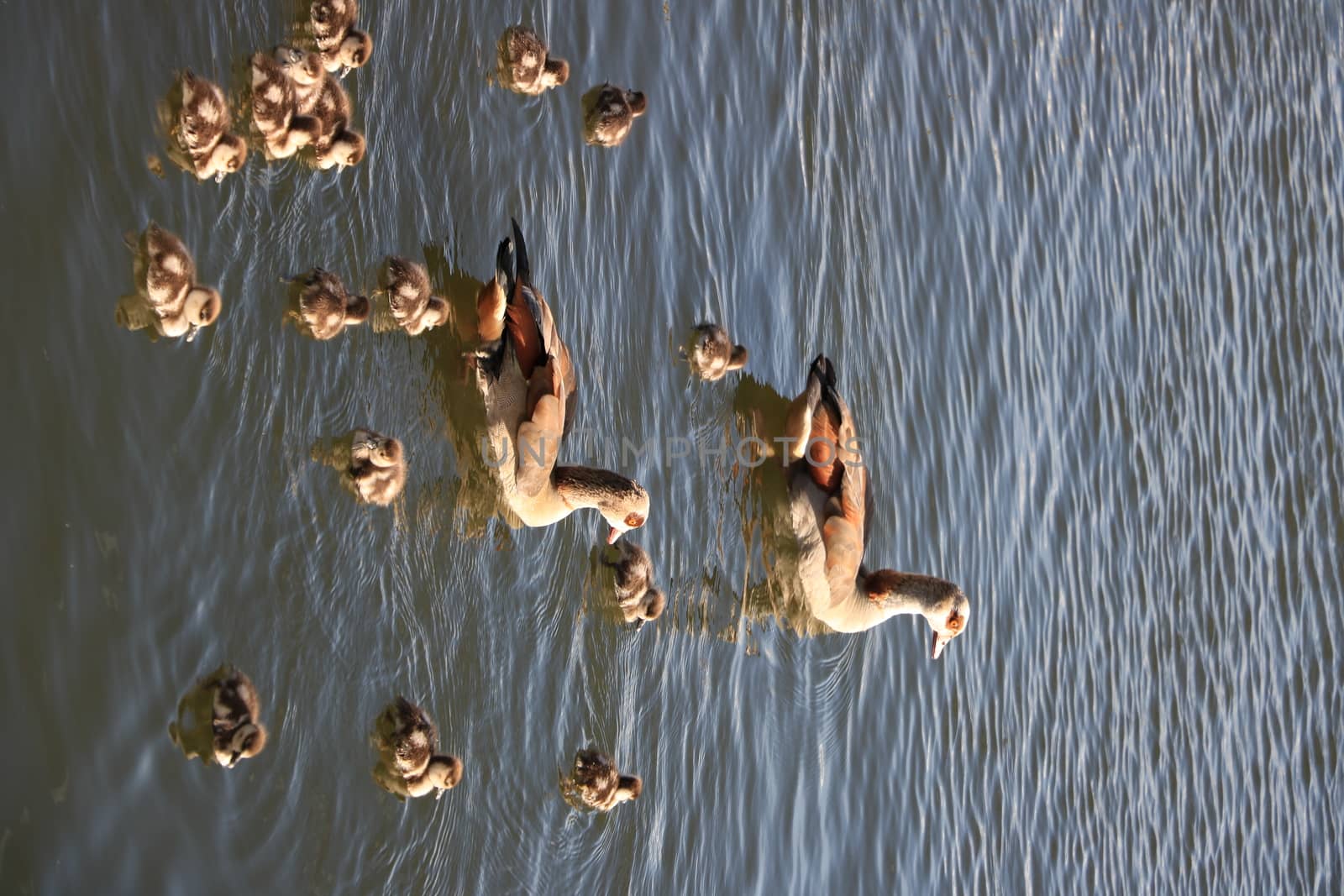 Family of ducks. Two adults and many small chicks swim on the water. Sunset light.