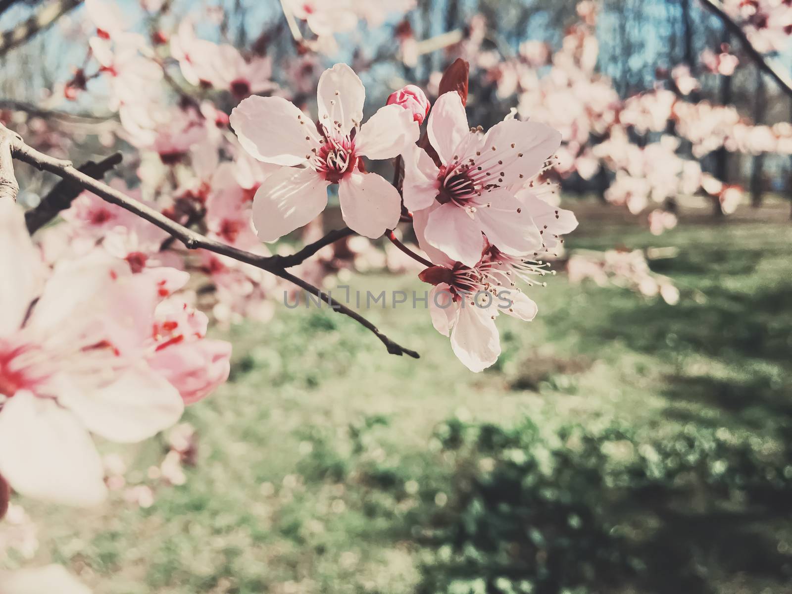 Vintage background of apple tree flowers bloom, floral blossom in sunny spring