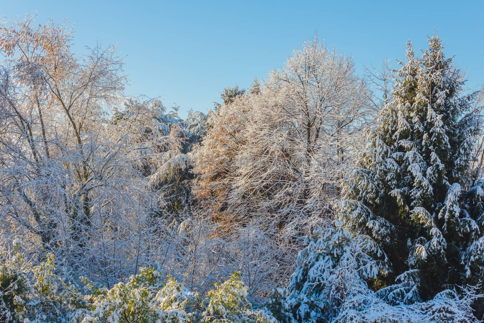  a white winter landscape by grancanaria