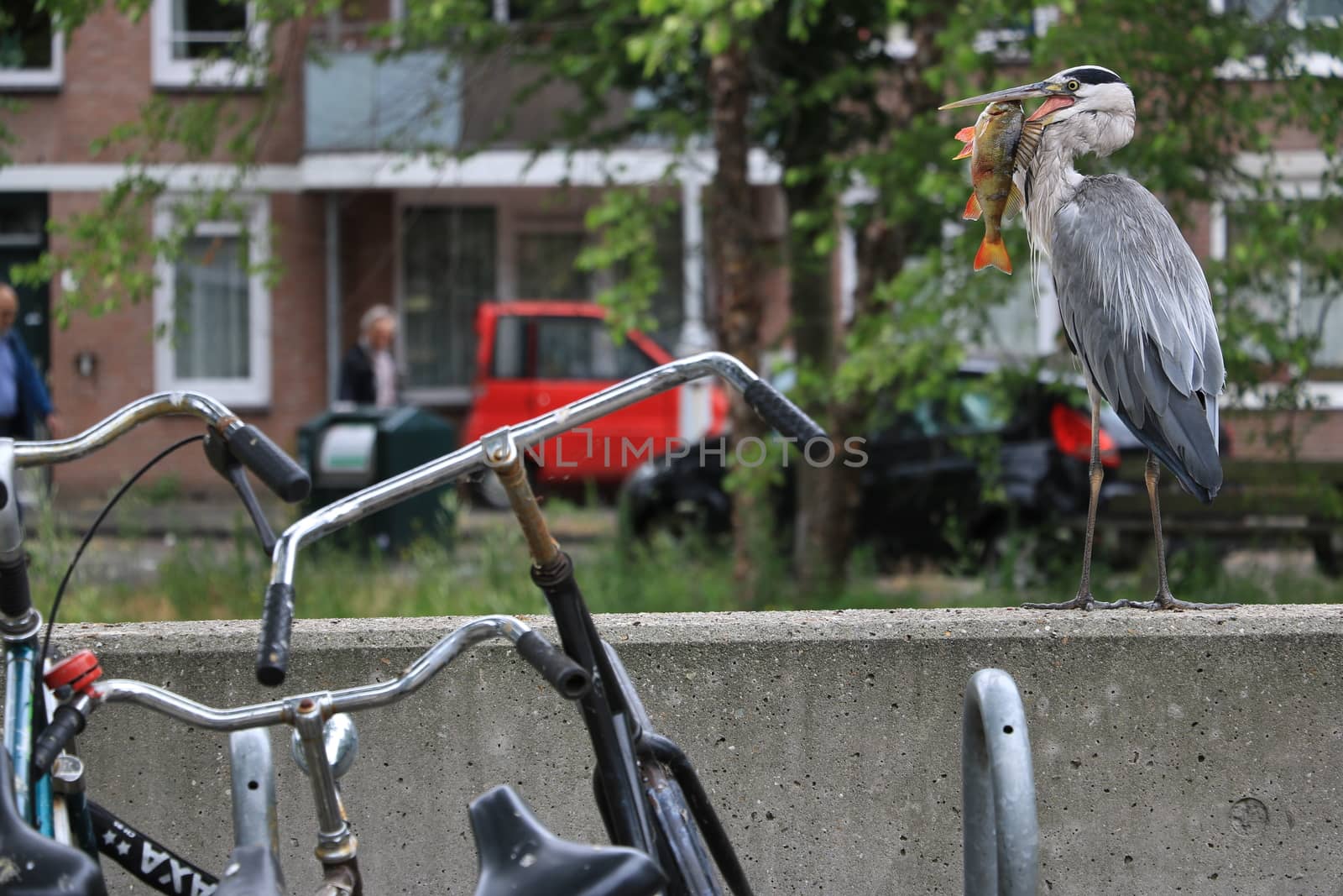 Gray Heron  with fish in its beak. Amsterdam canals background. In the foreground a bicycle.