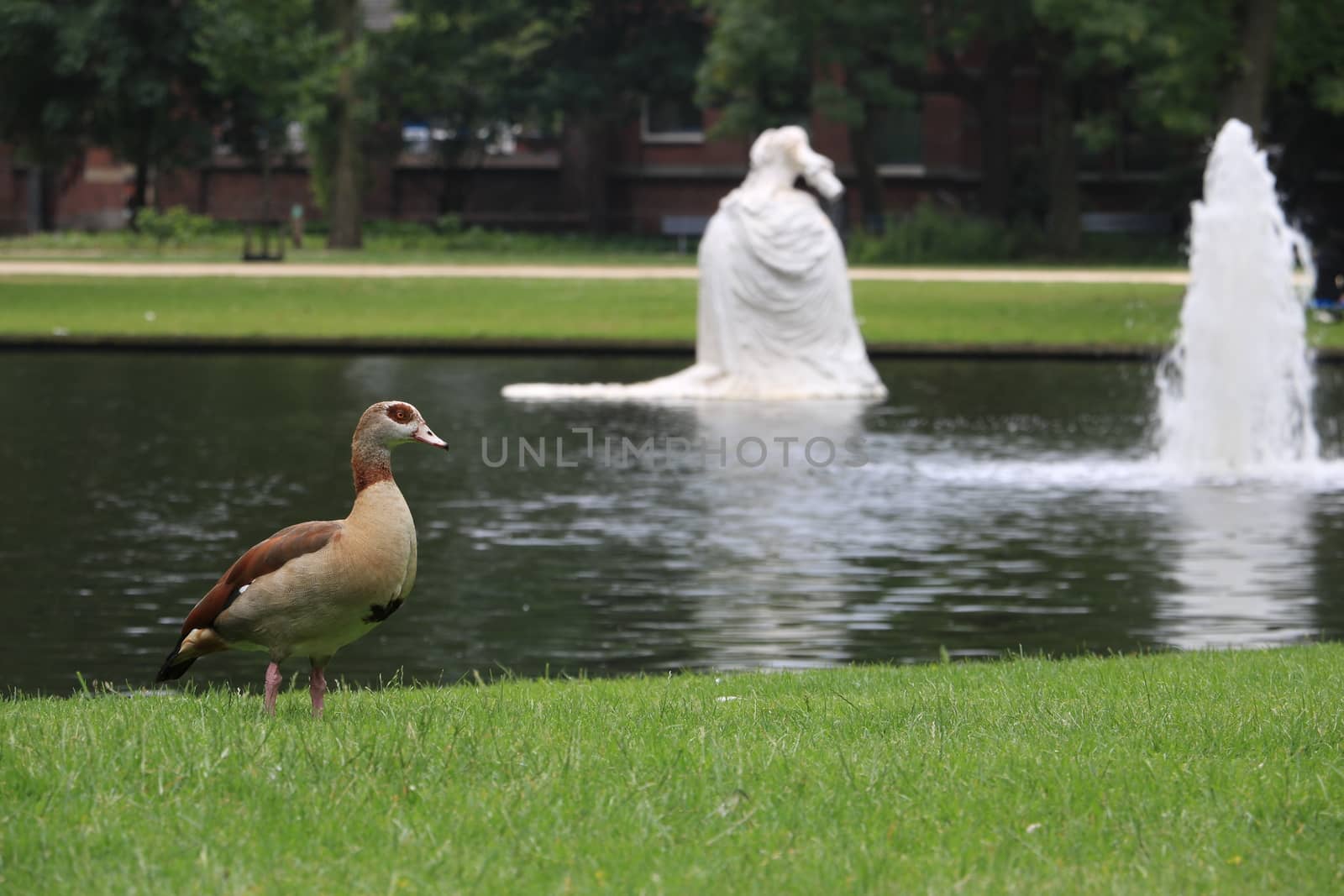 Ducks in a city park in Amsterdam. In the background a pond with by Paolo_Grassi