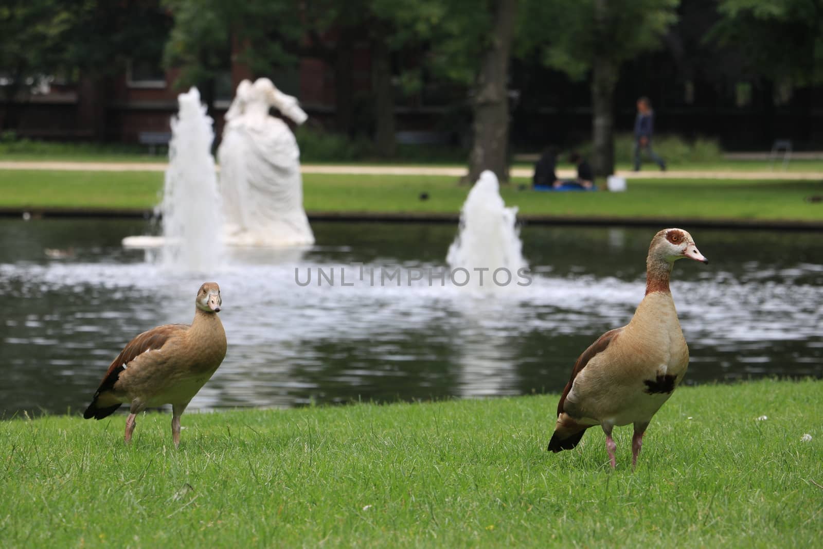 Ducks in a city park in Amsterdam. In the background a pond with a fountain.