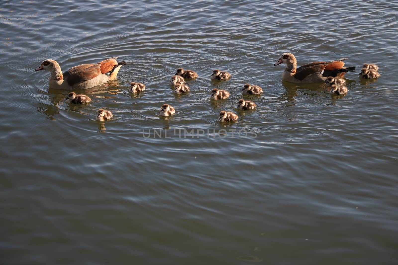 Family of ducks. Two adults and many small chicks swim on the wa by Paolo_Grassi