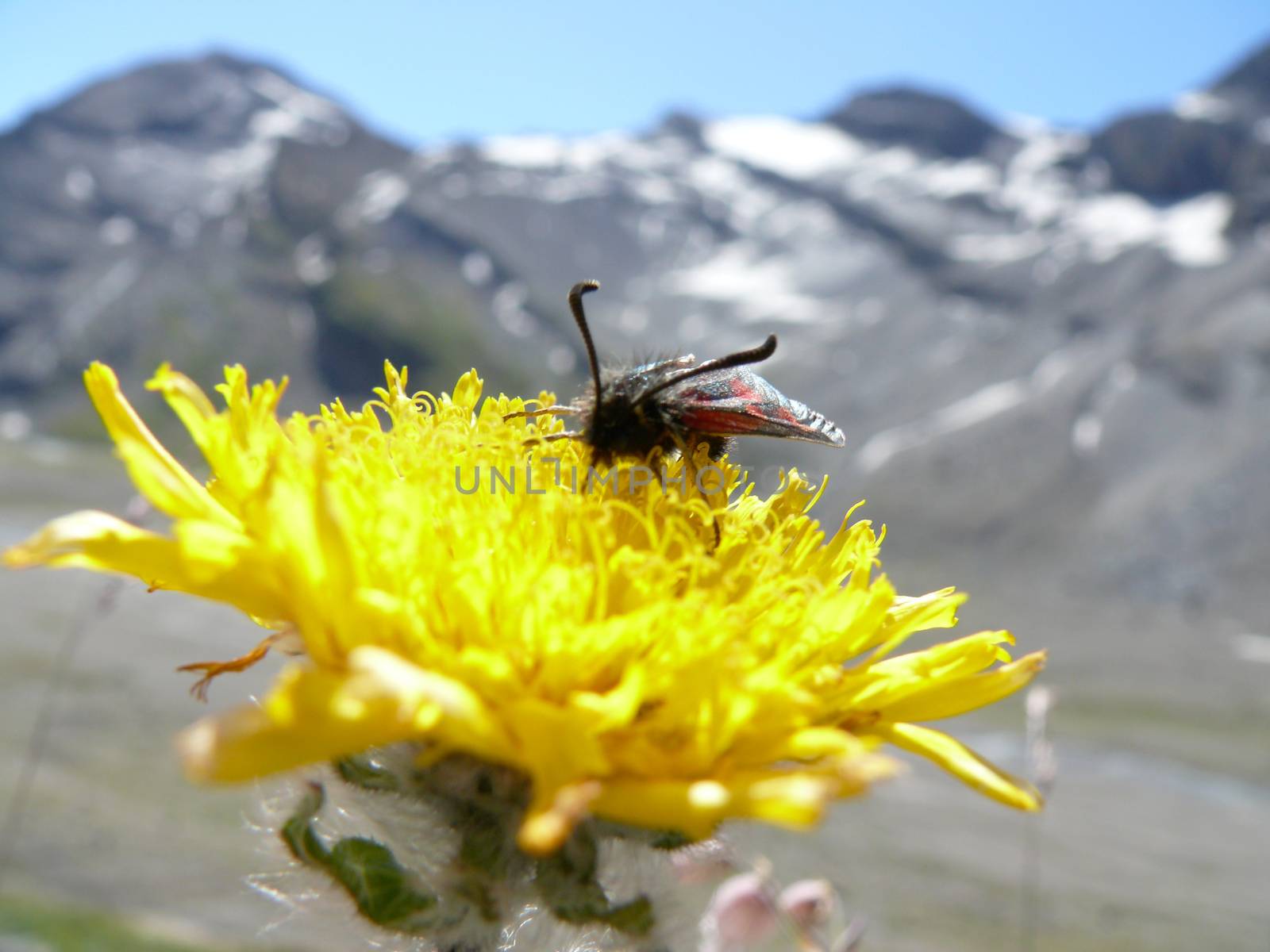 In the mountains above Leukerbad (Switzerland) the alpine flowers attract the many butterflies.