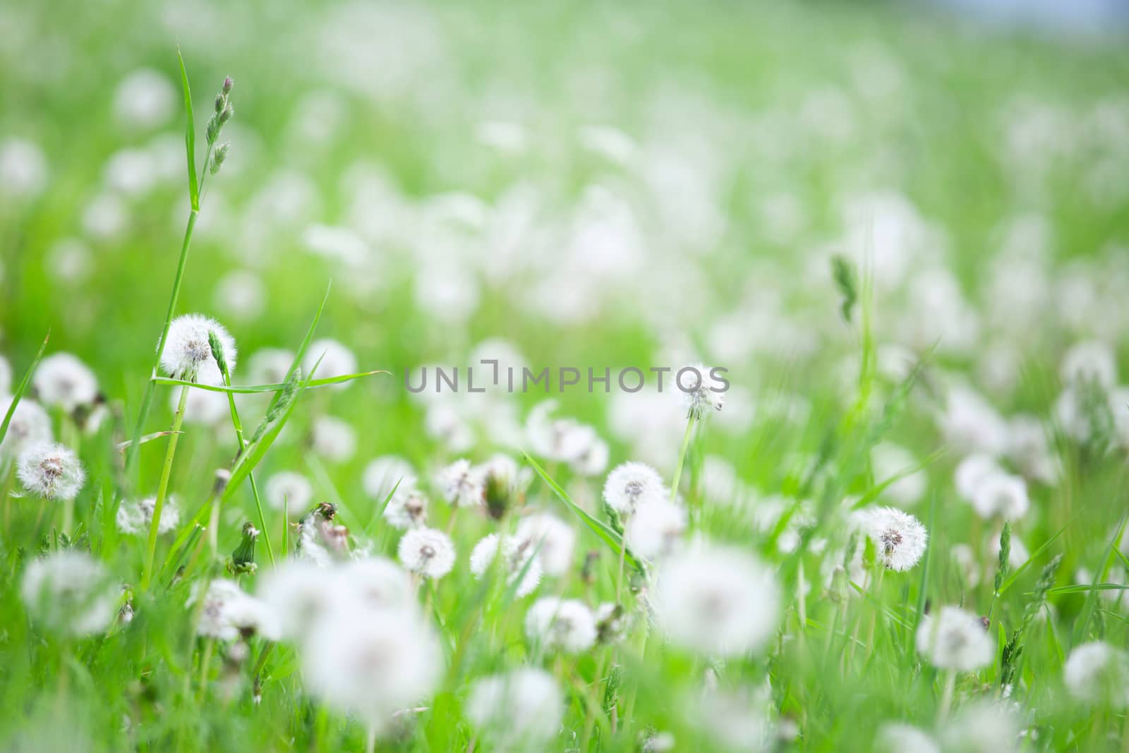 Summer field of white dandelions flowers natural background