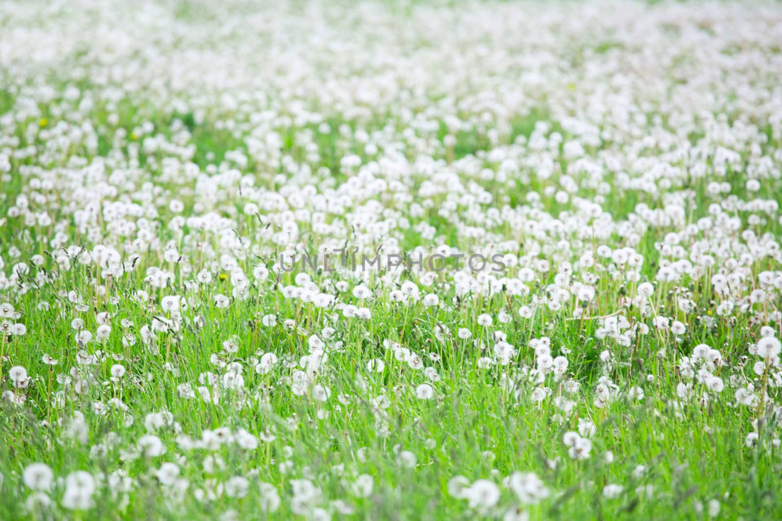 Summer field of white dandelions flowers natural background