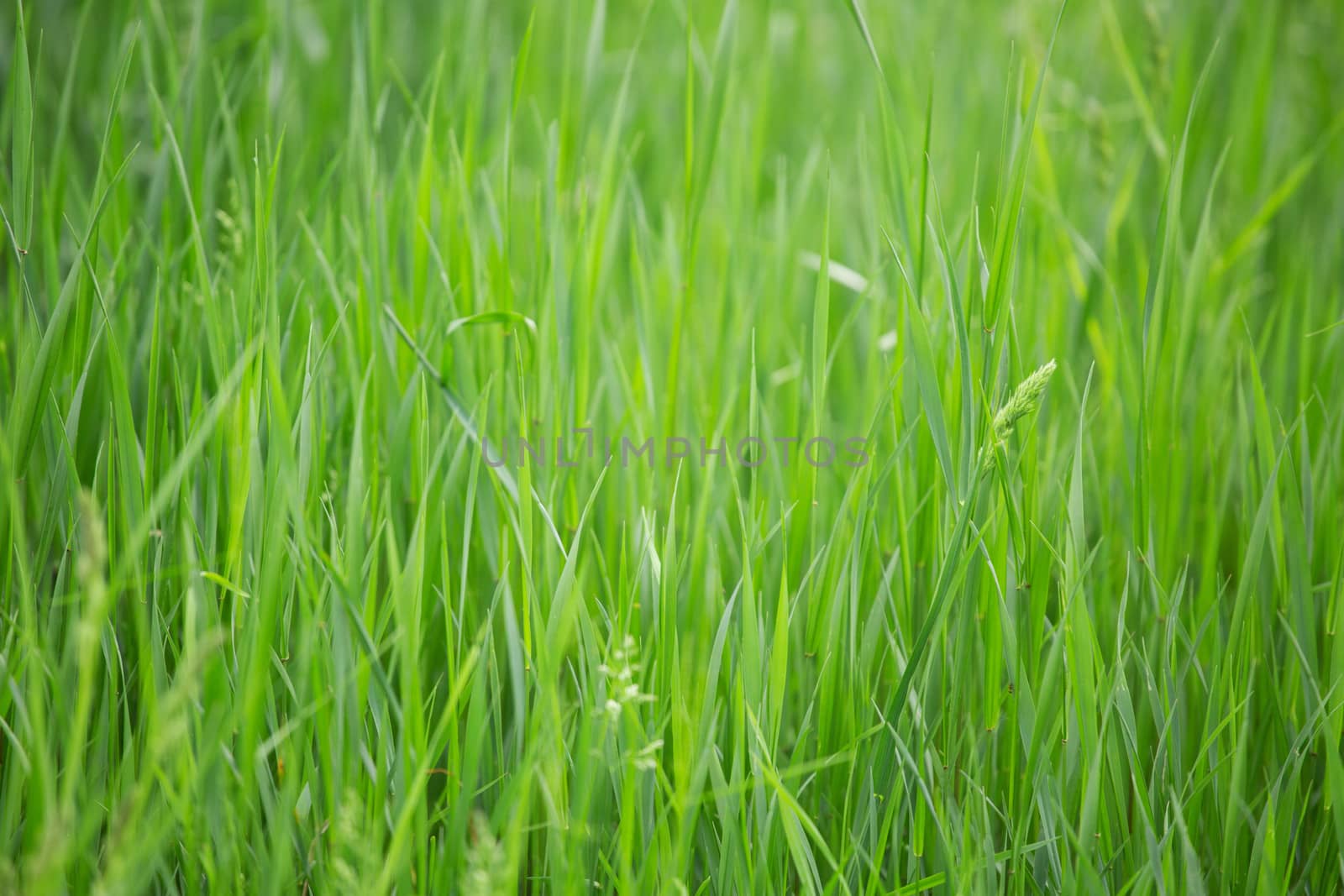 Fresh spring grass nature background purity freshness tranquility concept