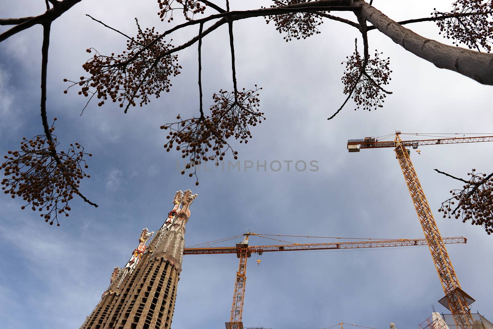 The façade merges with the flowers of a tree and the construction site cranes